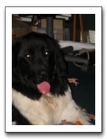 Emilie and Max's Dog 12-06-09 004