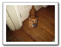 Thanksgiving 2009 224