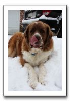 Kids and Dogs - Jan 2010 101