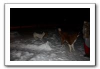 Kids and Dogs - Jan 2010 107