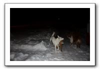 Kids and Dogs - Jan 2010 108