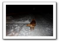 Kids and Dogs - Jan 2010 109