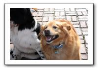 Kids and Dogs - Jan 2010 011