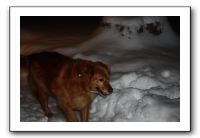 Kids and Dogs - Jan 2010 112