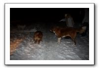Kids and Dogs - Jan 2010 118