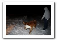 Kids and Dogs - Jan 2010 122