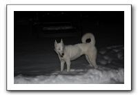 Kids and Dogs - Jan 2010 127