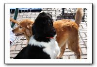 Kids and Dogs - Jan 2010 013