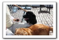 Kids and Dogs - Jan 2010 014