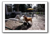 Kids and Dogs - Jan 2010 002