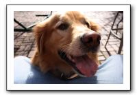 Kids and Dogs - Jan 2010 025