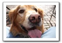 Kids and Dogs - Jan 2010 026