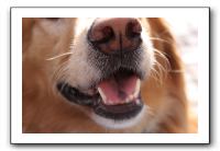 Kids and Dogs - Jan 2010 029