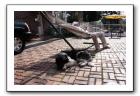 Kids and Dogs - Jan 2010 035