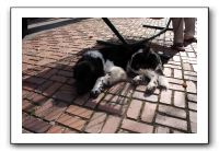 Kids and Dogs - Jan 2010 036