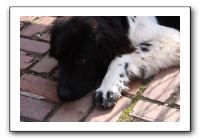 Kids and Dogs - Jan 2010 037