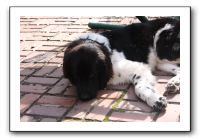 Kids and Dogs - Jan 2010 038