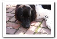 Kids and Dogs - Jan 2010 039