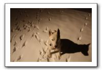 Kids and Dogs - Jan 2010 048