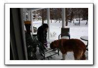 Kids and Dogs - Jan 2010 049