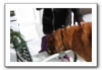 Kids and Dogs - Jan 2010 052