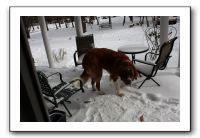 Kids and Dogs - Jan 2010 054