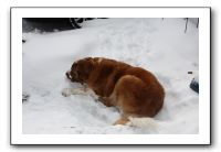 Kids and Dogs - Jan 2010 055