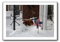 Kids and Dogs - Jan 2010 057