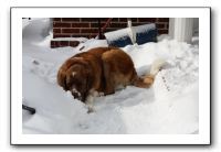 Kids and Dogs - Jan 2010 058
