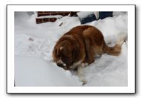 Kids and Dogs - Jan 2010 064