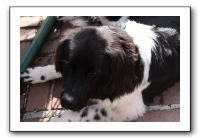 Kids and Dogs - Jan 2010 007