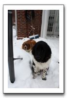 Kids and Dogs - Jan 2010 085