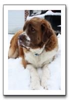 Kids and Dogs - Jan 2010 097