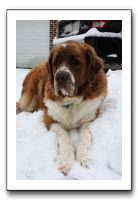 Kids and Dogs - Jan 2010 098