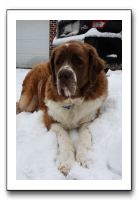 Kids and Dogs - Jan 2010 099
