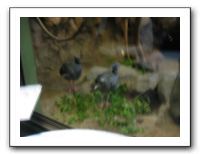 Jazzoo 6-4-10 (62)