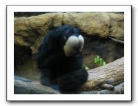 Jazzoo 6-4-10 (78)