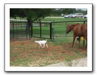 Family Reunion in Texas - July 2010 1110
