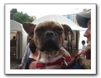 Plaza Art Fair - Sept 2010 143