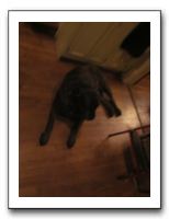 Thanksgiving - Nov 2010 336