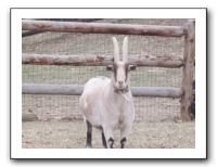 Christmas at the Farm - 2010 010