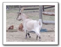 Christmas at the Farm - 2010 012