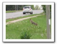 Coyote in KC - 04-26-11 002