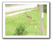 Coyote in KC - 04-26-11 003