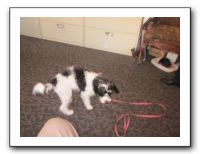 Pete Smith's New Dog 001