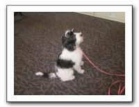 Pete Smith's New Dog 002