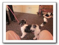 Pete Smith's New Dog 004